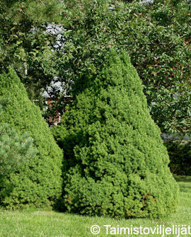 Sockertoppsgran Picea glauca &