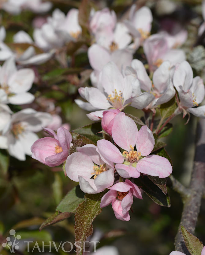 Purpurapel Malus &