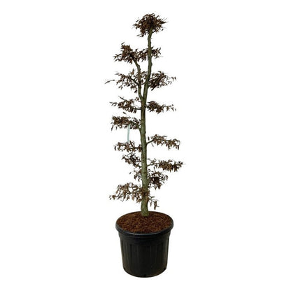 Carpinus betulus Bonsai 175–200 cm C90 (90 liters kruka)