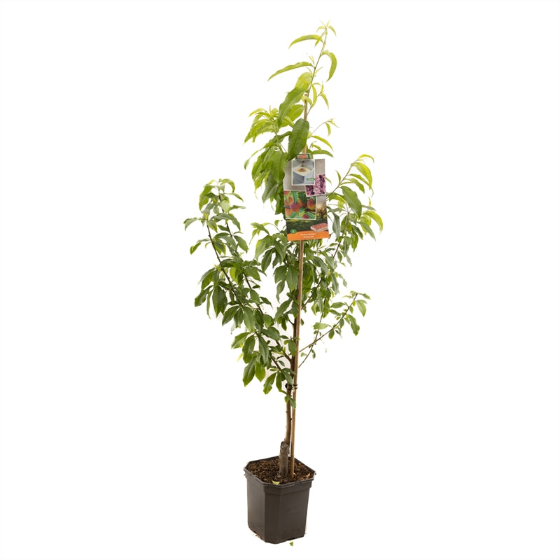Prunus persica &