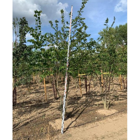 Avenbok - Carpinus betulus 350-400 MS