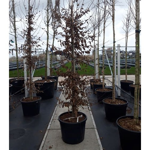 Avenbok - Carpinus betulus  - Stammens omkrets 16-18 cm, höjd 3,5-4 meter,  GEV