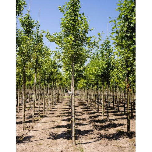 Gråal - Alnus incana  - Stammens omkrets 14-16 cm, höjd 3,5-4 meter,   HS, COCO