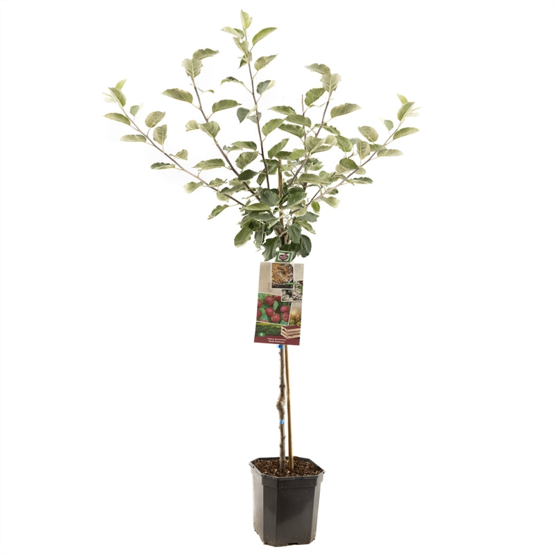 Malus domestica &