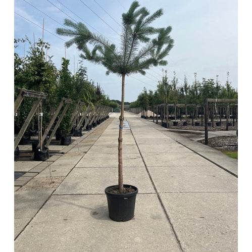 Tall - Pinus sylvestris  - Stammens omkrets 14-16 cm, höjd 3,5-4 meter,  HS, CONT