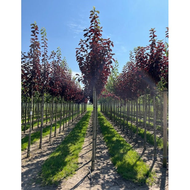 Virginiahägg - Prunus virginiana &