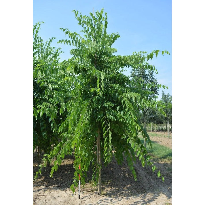 Bäralm - Celtis occidentalis  - Stammens omkrets 16-18 cm, höjd 3,5-4 meter,   HS,