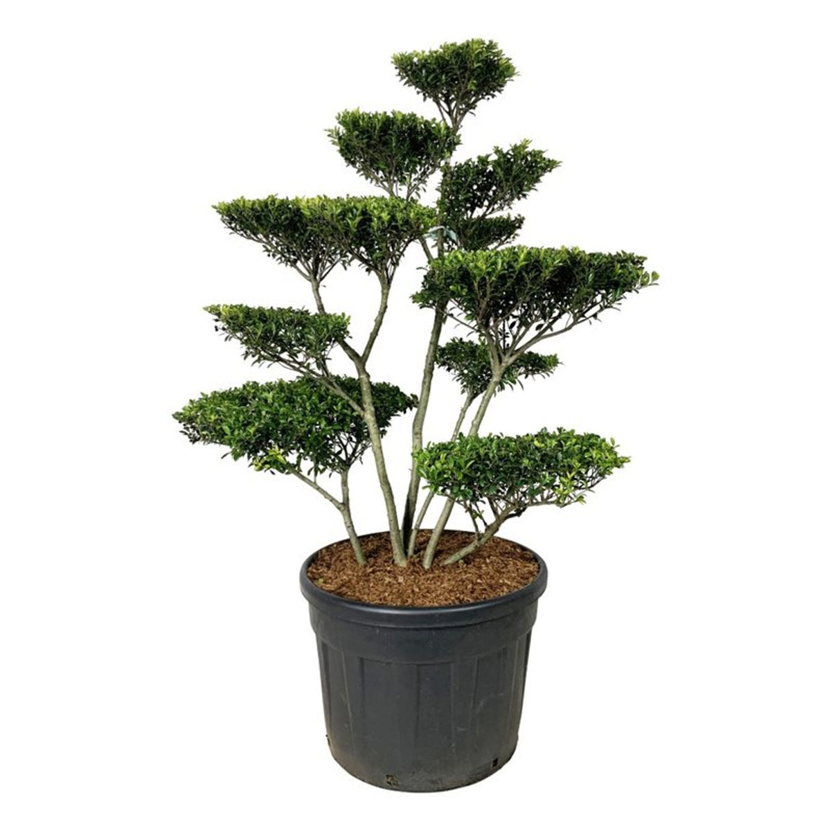 Ilex crenata &