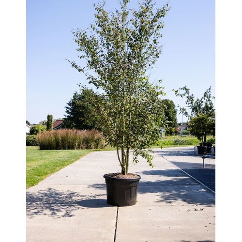 Katsura - Cercidiphyllum japonicum 300-350 MS CONT