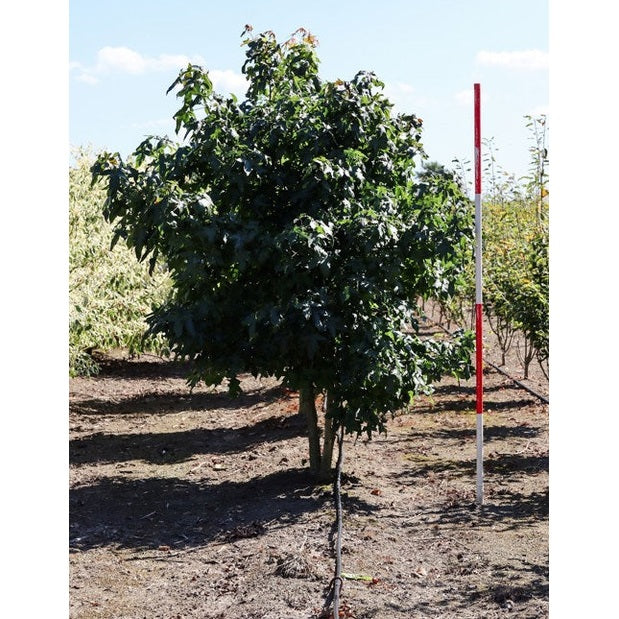 Ambraträd - Liquidambar styraciflua 200-250 MS DRKL