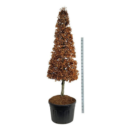 Fagus sylvatica Kägla på stam 200-225 cm C180