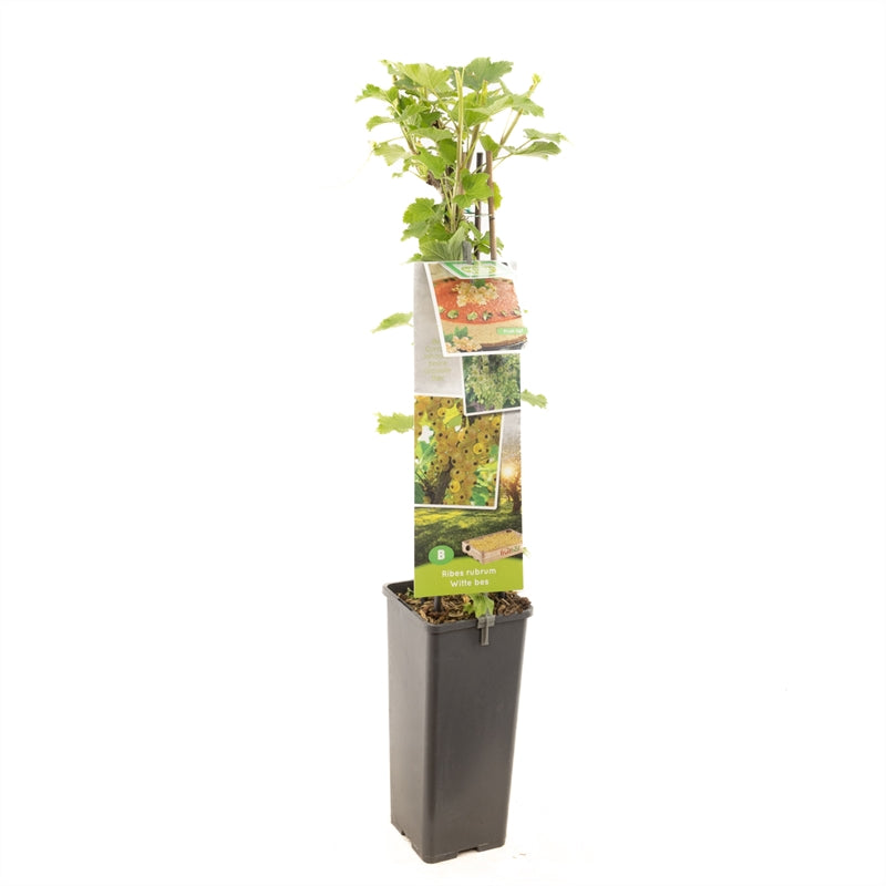Ribes rubrum &