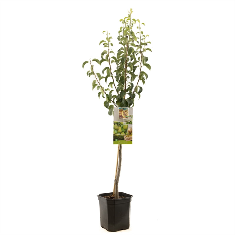 Pyrus communis Comice - stam 60 cm - C6,5 (6,5 liters kruka)