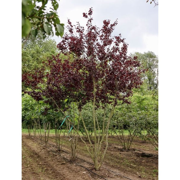 Körsbärsplommon - Prunus cerasifera &