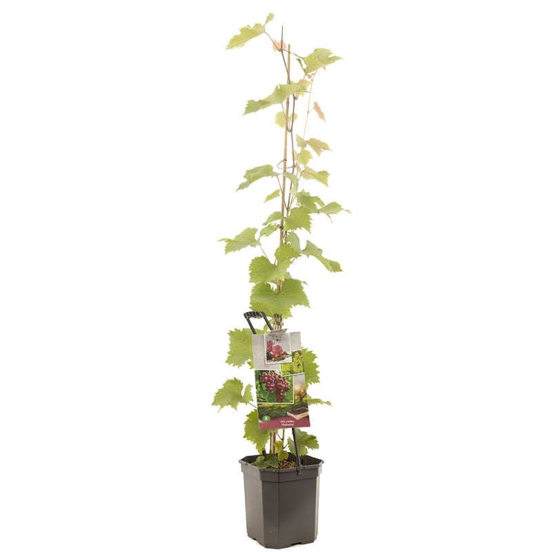 Vitis &