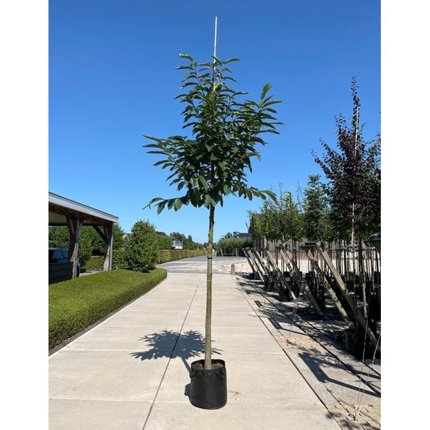 Äkta kastanj - Castanea sativa  - Stammens omkrets 14-16 cm, höjd 3,5-4 meter,  HS, CONT