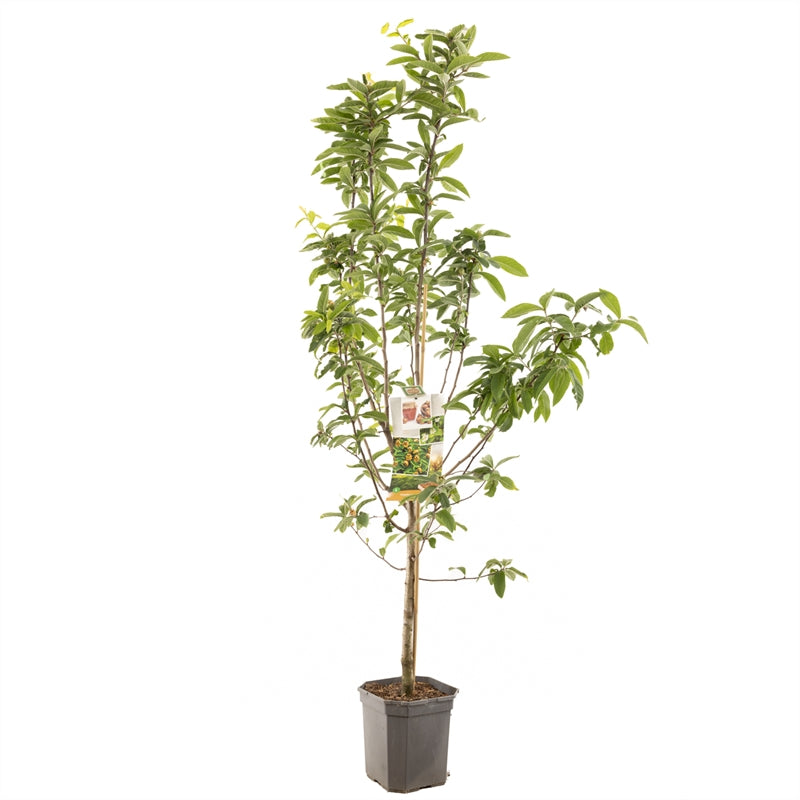 Mespilus germanica &