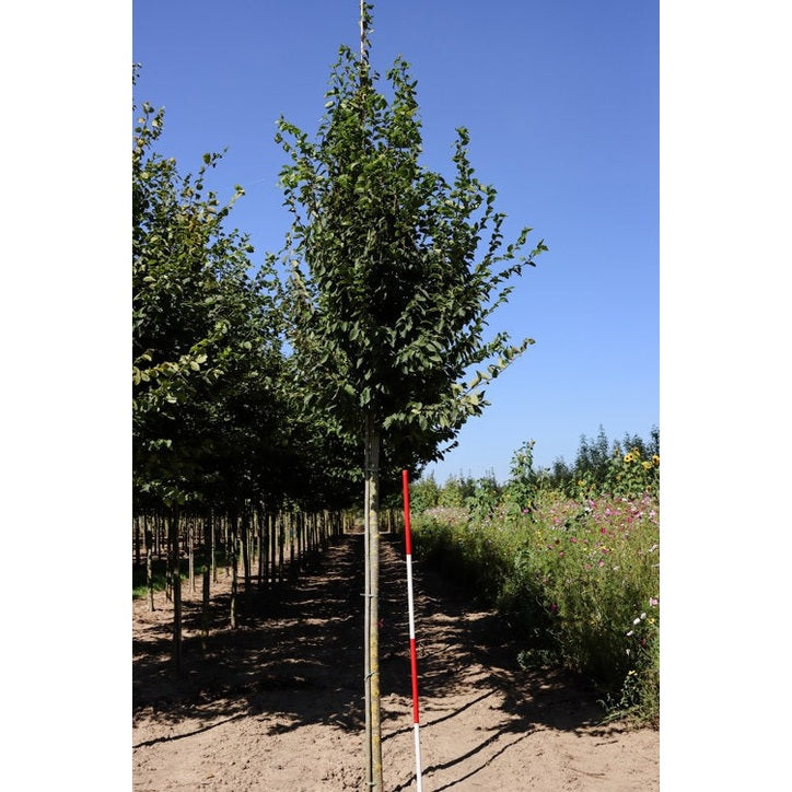 Pelaravenbok - Carpinus betulus 'Frans Fontaine'  - Stammens omkrets 20-25 cm, höjd 4-4,5 meter,   HS,