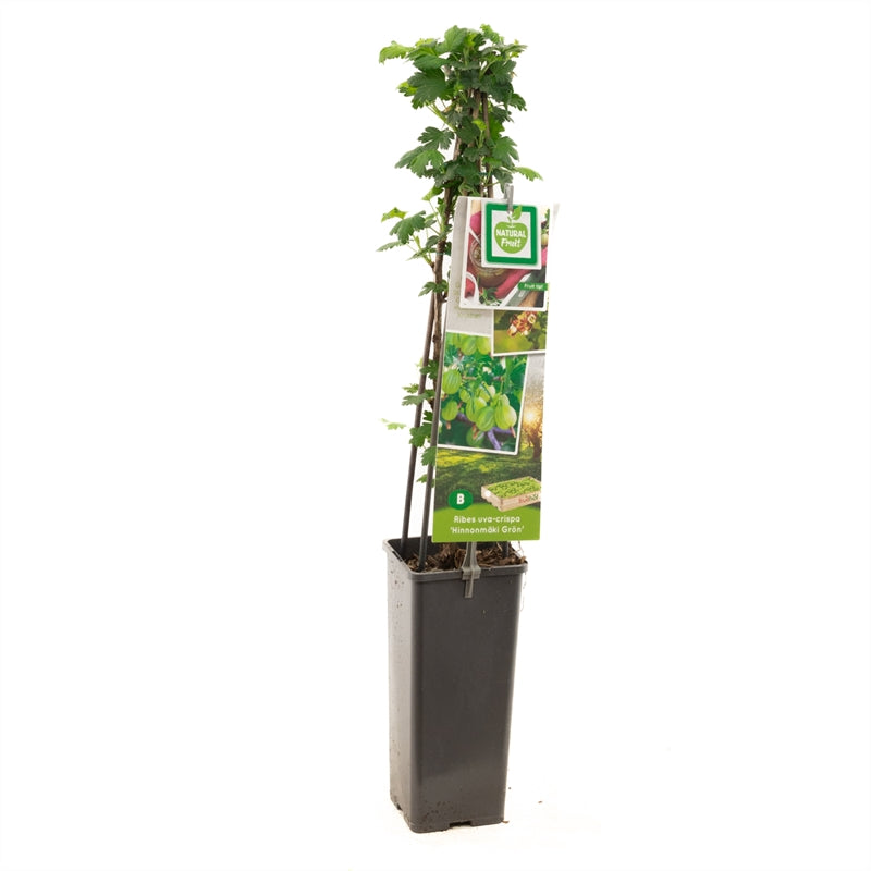 Ribes uva-crispa &