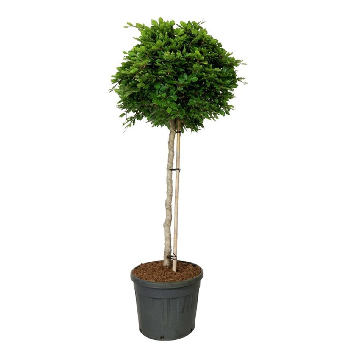 Fagus sylvatica Stamträd 125 cm P60/C90
