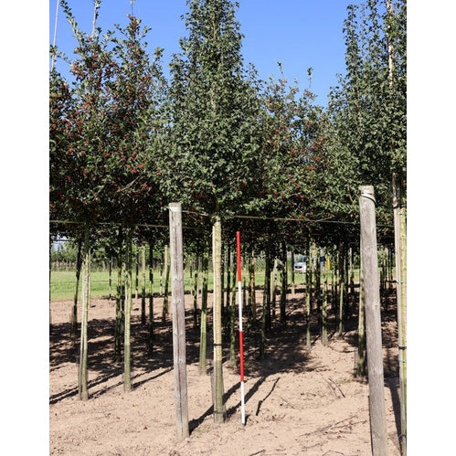 Trubbhagtorn - Crataegus monogyna &