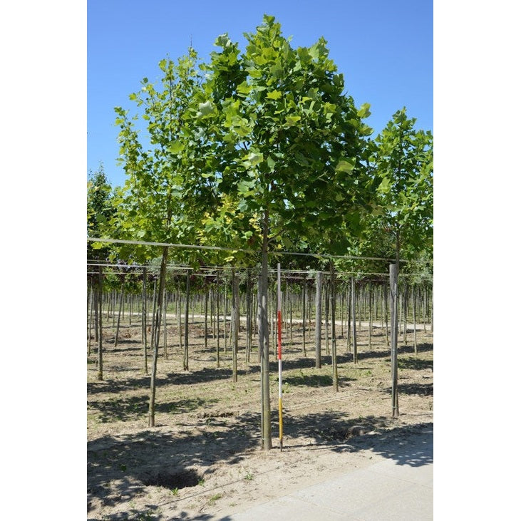 Tulpanträd - Liriodendron tulipifera  - Stammens omkrets 20-25 cm, höjd 4-4,5 meter,   HS,