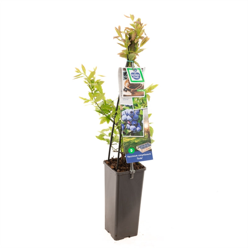 Vaccinium corymbosum &