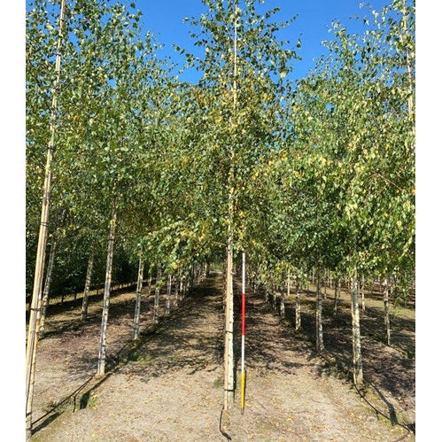 Hängbjörk - Betula pendula  - Stammens omkrets 16-18 cm, höjd 3,5-4 meter,   HS,
