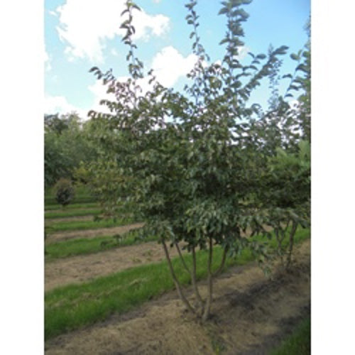 Humlebok - Ostrya carpinifolia 400-450 MS COCO