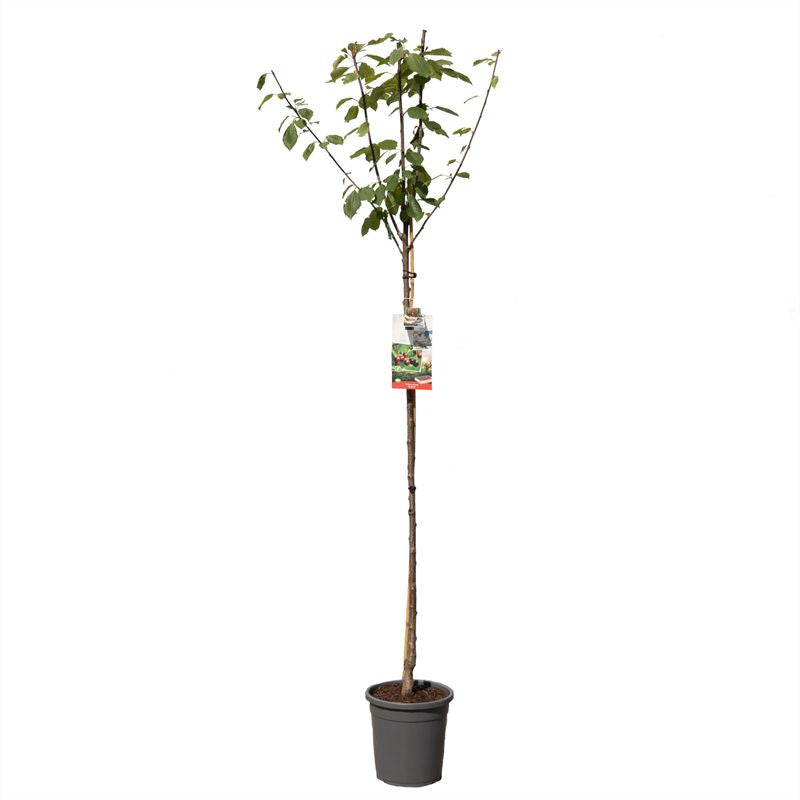 Prunus avium &