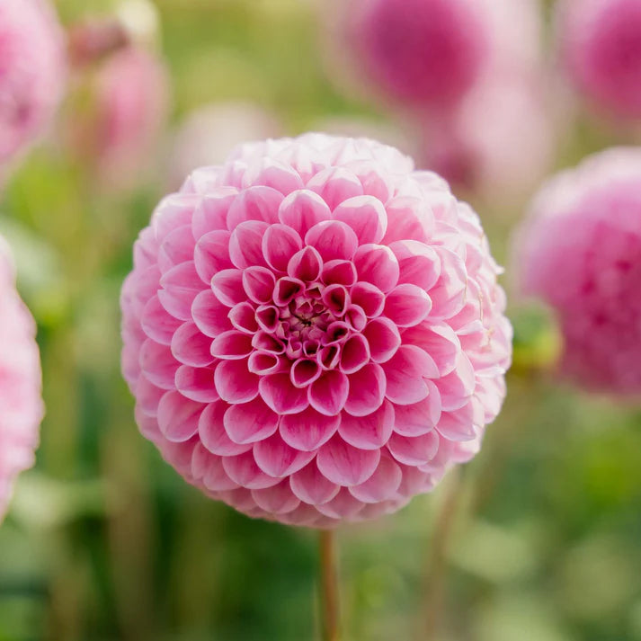 Dahlia Sweet Fabienne Ball 1-pack NYHET