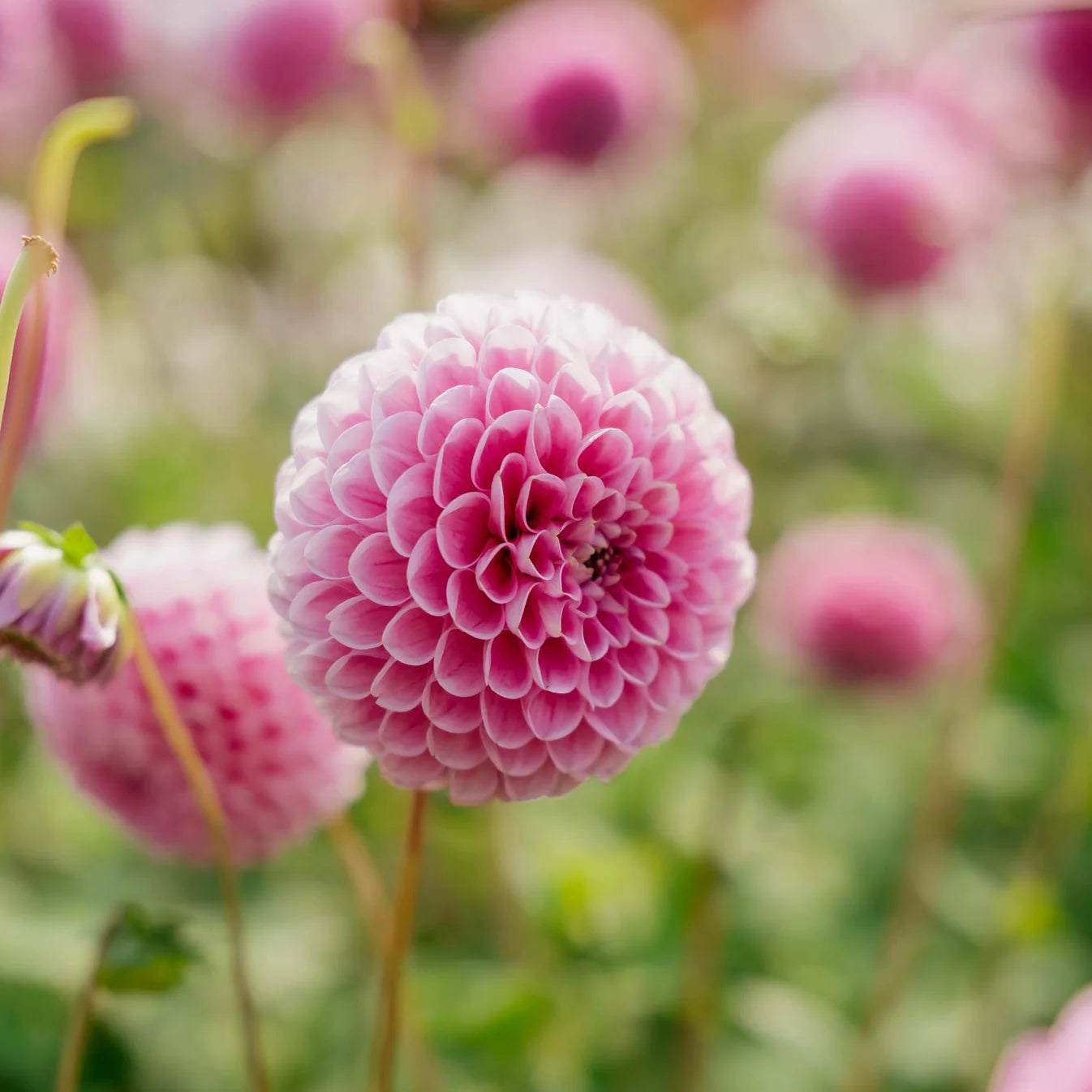 Dahlia Sweet Fabienne Ball 1-pack NYHET