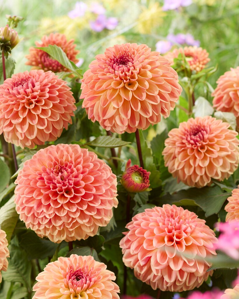 Dahlia Dalmuti Cavalier Dekorativ 1-pack NYHET