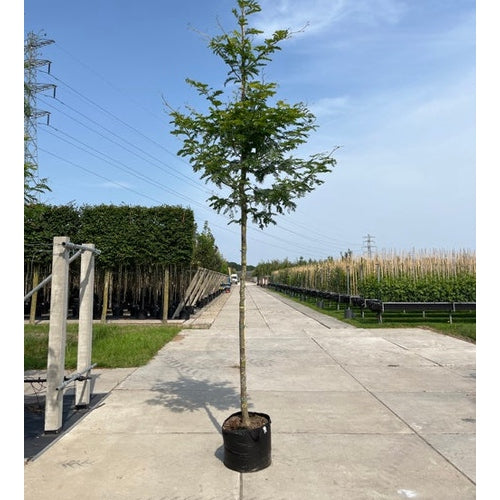 Korstörne - Gleditsia triacanthos 'Sunburst'  - Stammens omkrets 14-16 cm, höjd 3,5-4 meter,   HS, CONT