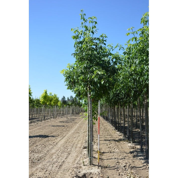 Purpurask - Fraxinus americana  - Stammens omkrets 16-18 cm, höjd 3,5-4 meter,   HS,