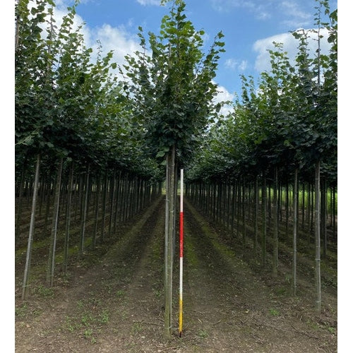 Skogslind - Tilia cordata 'Rancho'  - Stammens omkrets 14-16 cm, höjd 3,5-4 meter,  HS,