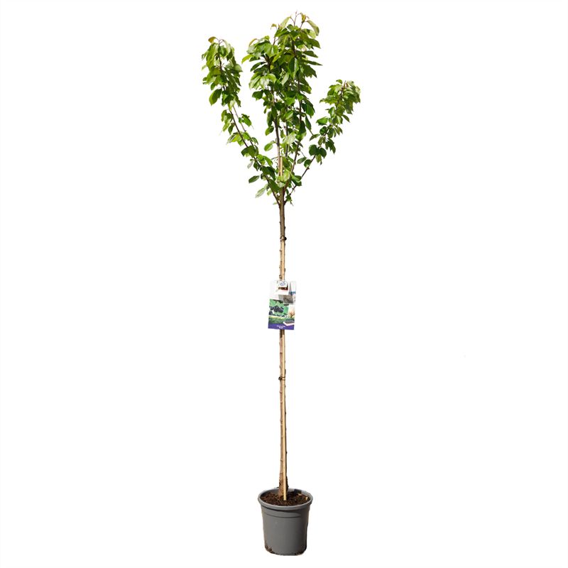 Prunus avium &