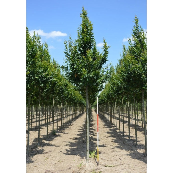 Pelarvenbok -  Carpinus betulus 'Lucas'  - Stammens omkrets 18-20 cm, höjd 4 +/- meter,   HS,