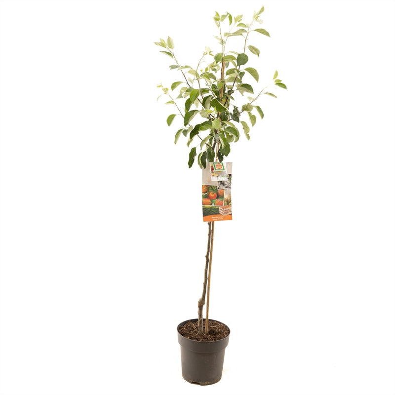 Malus domestica &