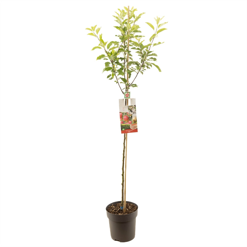 Malus domestica &