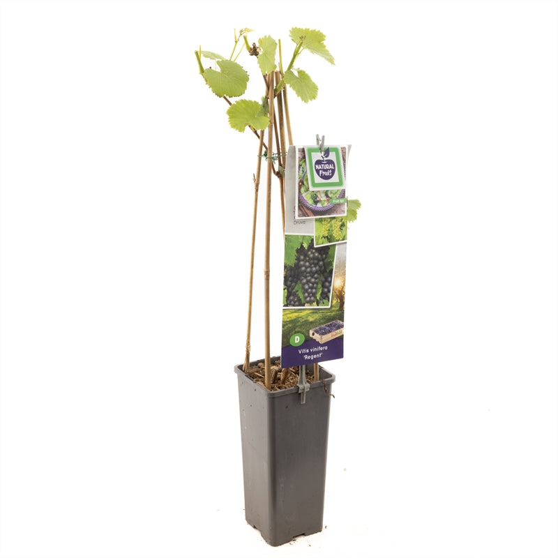 Vitis &