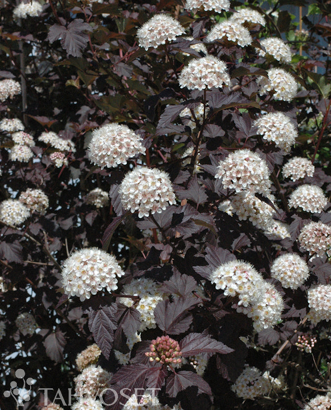 Röd smällspirea &