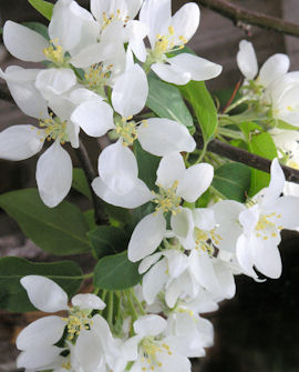 Paradisäppelträd Malus &