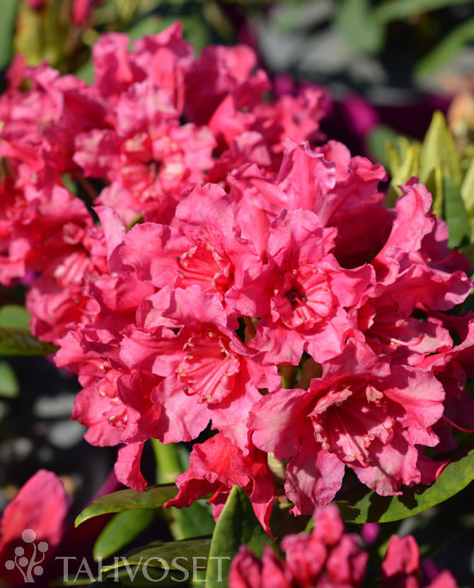 Rododendron &