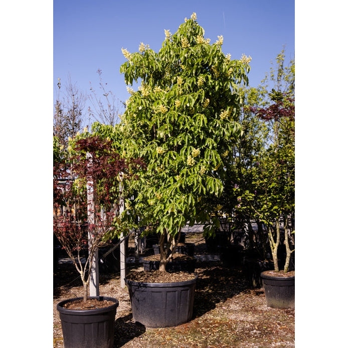 Gulblommig hästkastanj - Aesculus flava 300-350 MS CONT