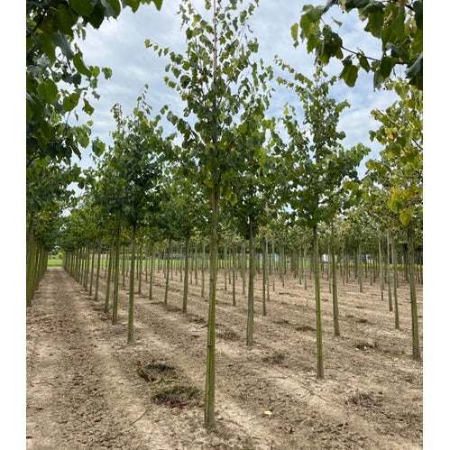 Lind - Tilia flavescens 'Glenleven'  - Stammens omkrets 16-18 cm, höjd 3,5-4 meter,  HS,