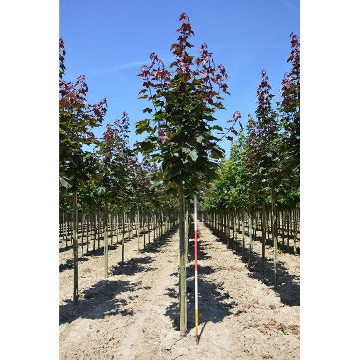 Lönn - Acer platanoides 'Fairview'  - Stammens omkrets 16-18 cm, höjd 3,5-4 meter,   HS,