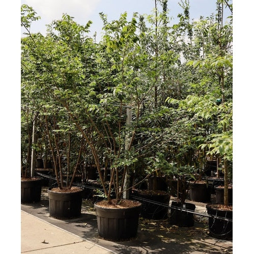 Japansk zelkova -Zelkova serrata 300-350 MS CONT