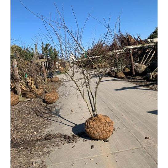 Prakthäggmispel - Amelanchier lamarckii 175-200 MS