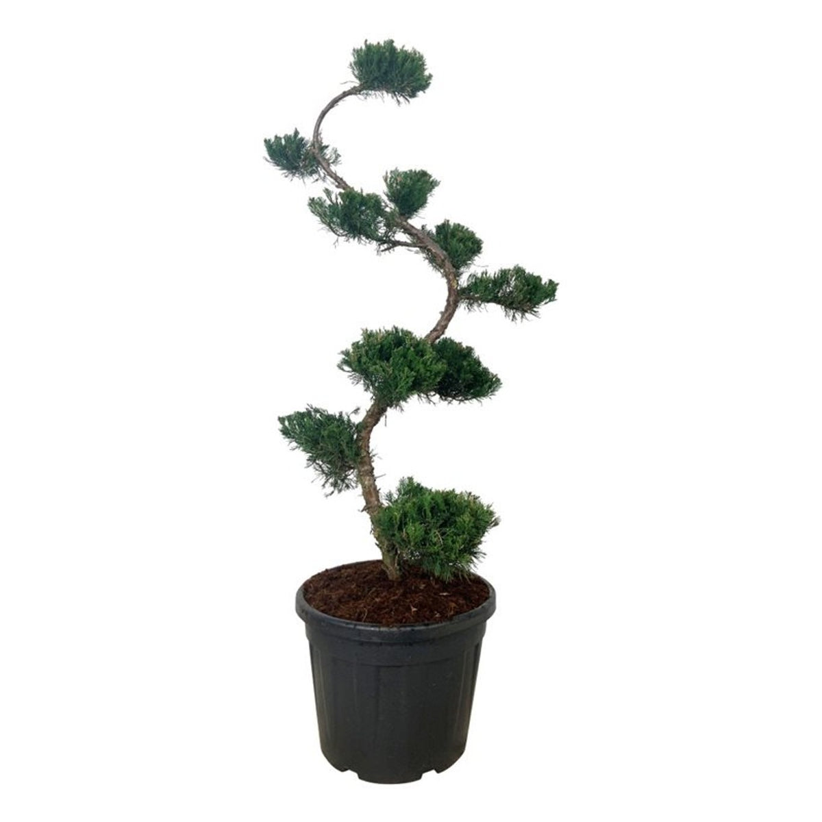 Juniperus pf. &